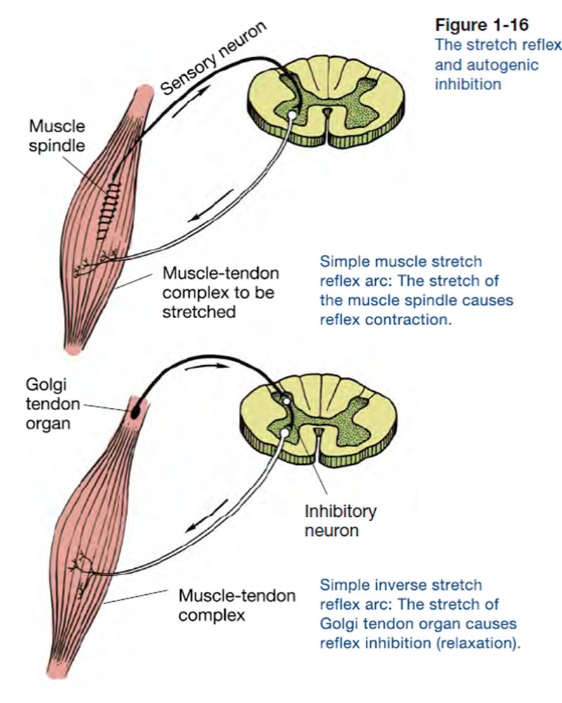 How Does the Golgi Tendon Organ Prevent Injury