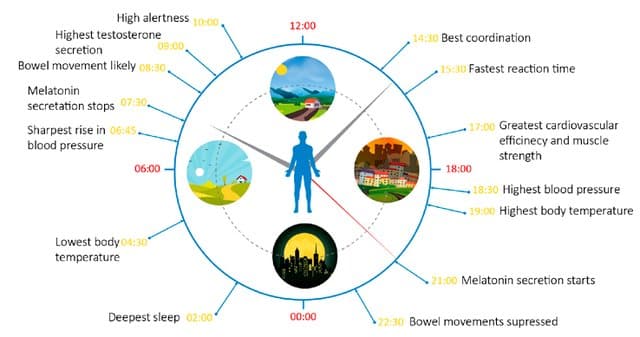 How Does Time of Day Affect Sports Performance